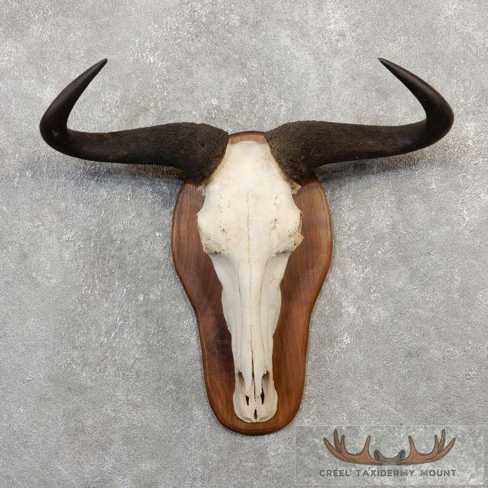 Blue Wildebeest Skull European Taxidermy Mount For Sale