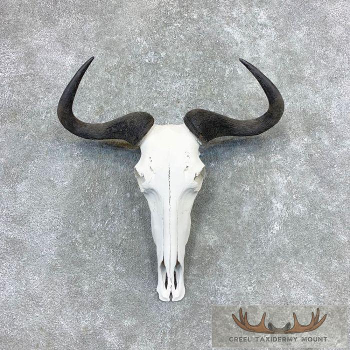 Blue Wildebeest Skull European Taxidermy Mount For Sale