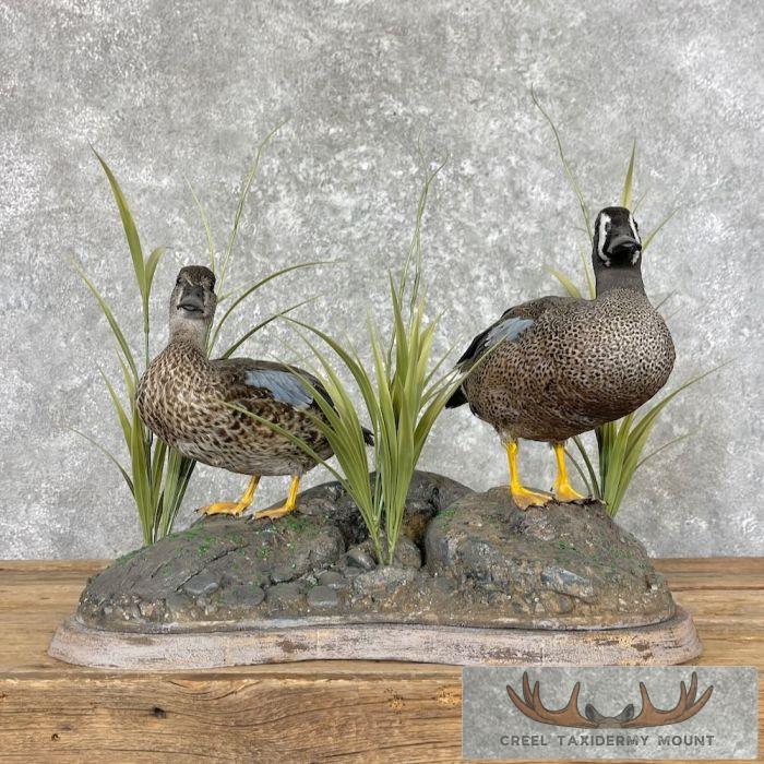 Blue Winged Teal Duck Pair Taxidermy Bird Mount For Sale