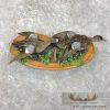 Blue Winged Teal Duck Pair Taxidermy Bird Mount For Sale