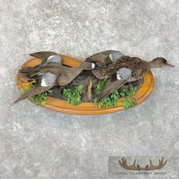 Blue Winged Teal Duck Pair Taxidermy Bird Mount For Sale