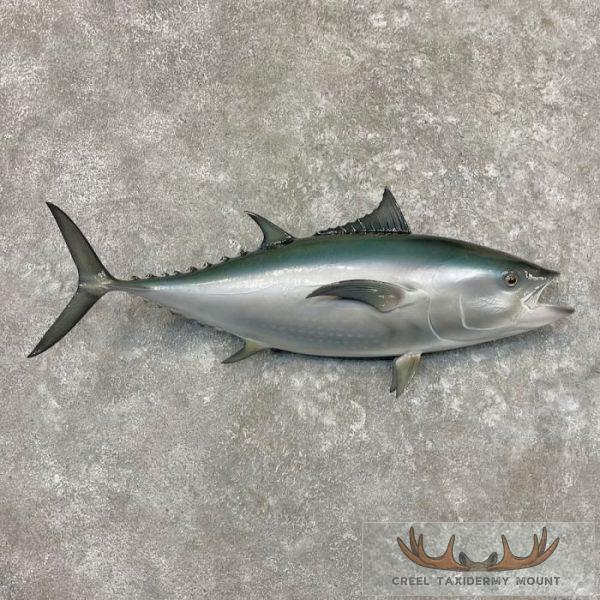 Bluefin Tuna Taxidermy Fish Mount For Sale