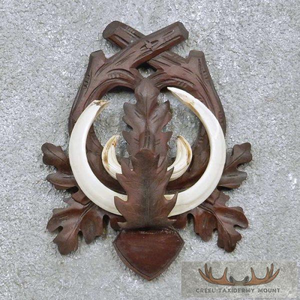 Feral Boar Tusk Plaque Taxidermy For Sale