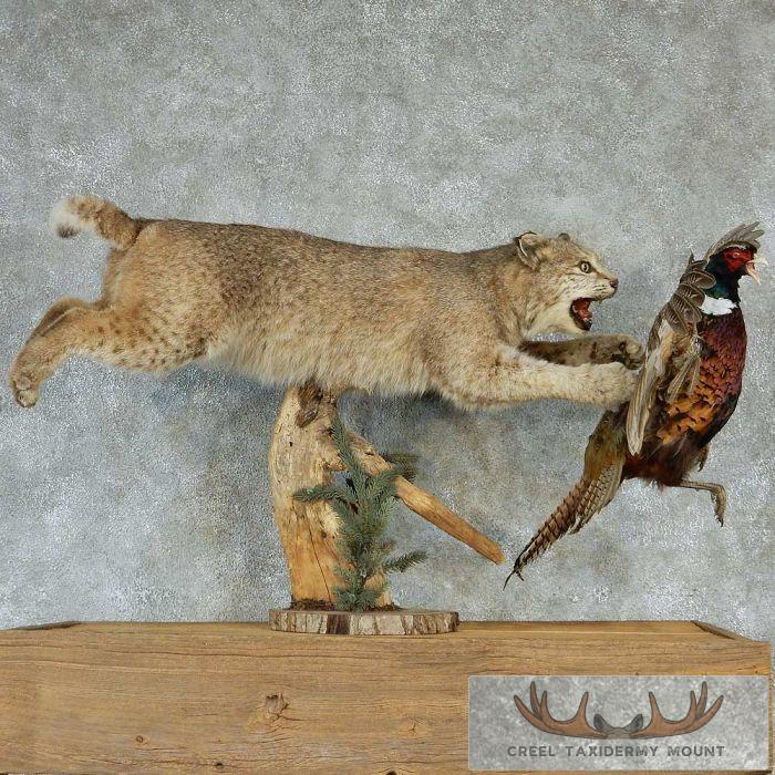 Attacking Bobcat w/ Ringneck Pheasant Taxidermy Mount