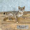 Bobcat Taxidermy Mount For Sale