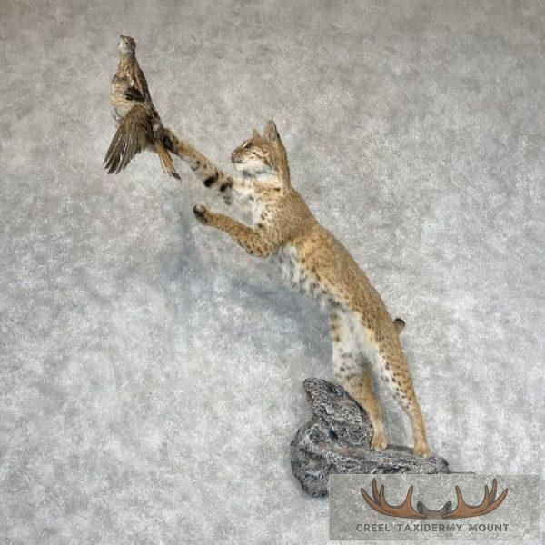 Bobcat Life-Size Taxidermy Mount For Sale