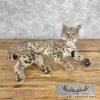 Bobcat Taxidermy Mount For Sale