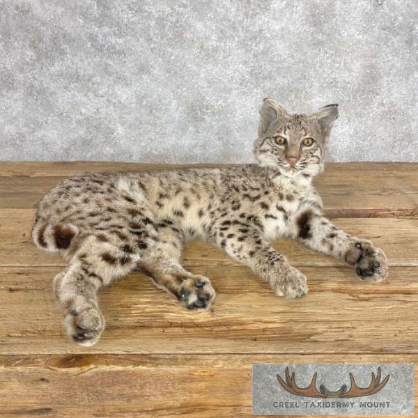 Bobcat Taxidermy Mount For Sale