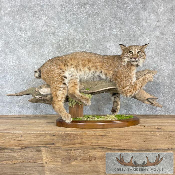 Bobcat Life-Size Taxidermy Mount For Sale