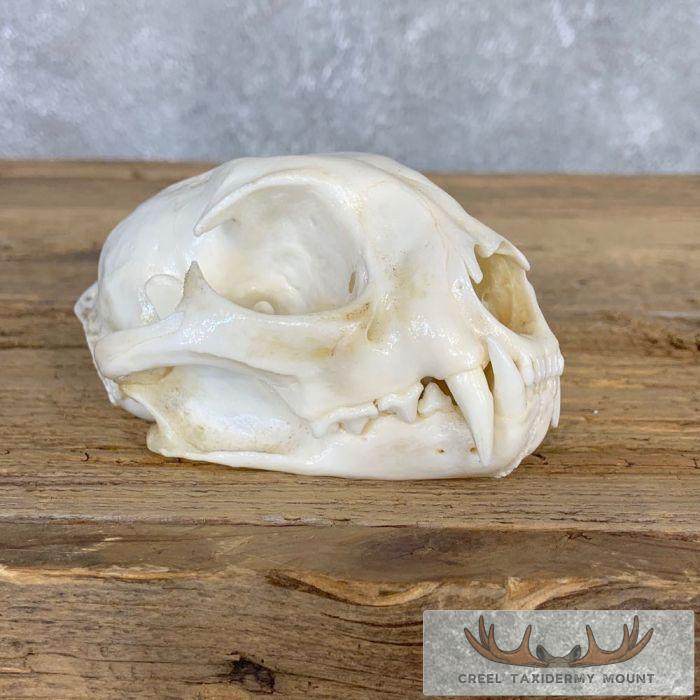 Bobcat Full Skull Taxidermy For Sale
