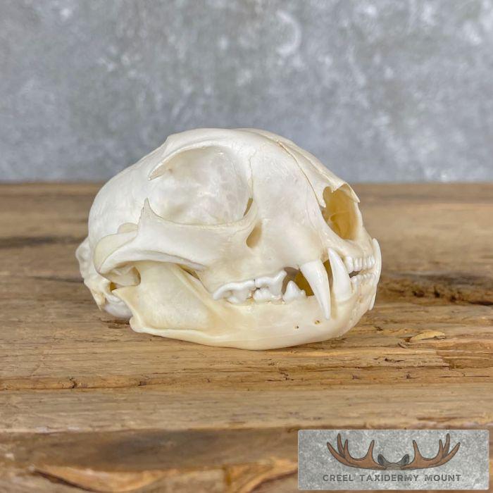 Bobcat Full Skull Taxidermy For Sale