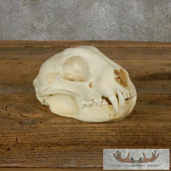 Bobcat Full Skull Taxidermy For Sale