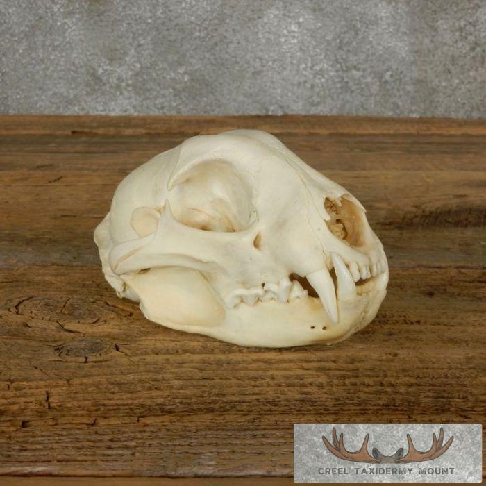 Bobcat Full Skull Taxidermy For Sale