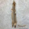 Bobcat Tanned Hide For Sale