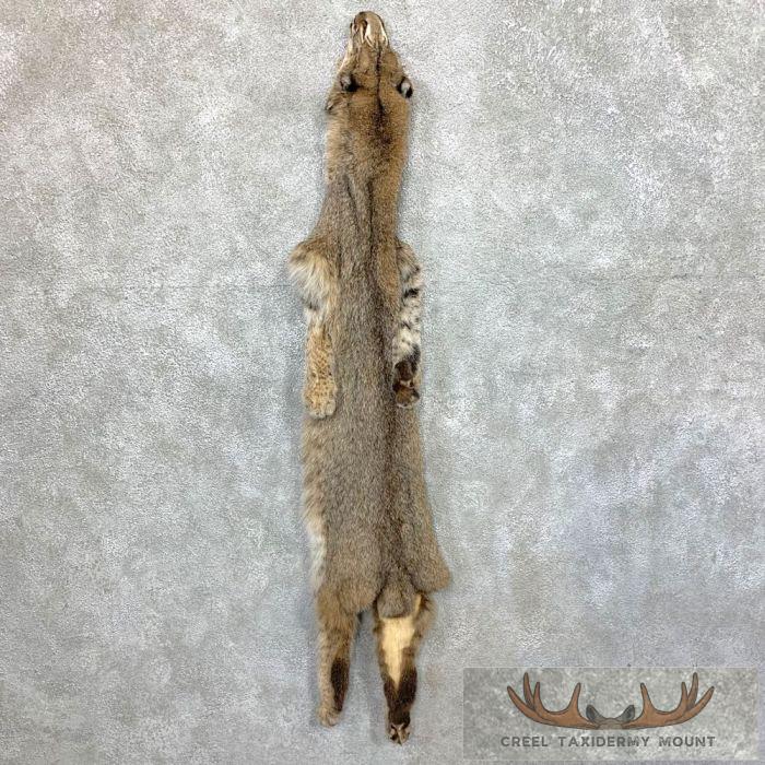 Bobcat Tanned Hide For Sale