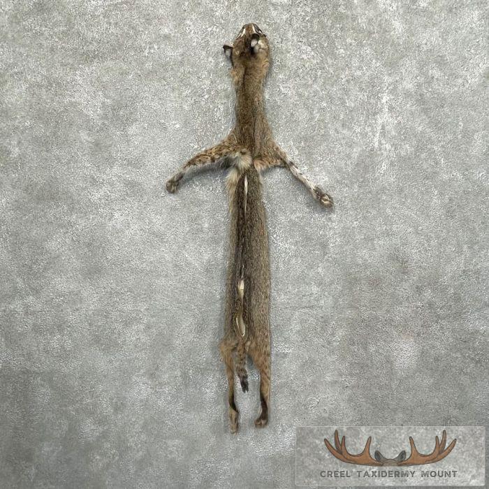 Bobcat Tanned Hide For Sale