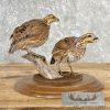 Bobwhite Quail Pair Taxidermy Bird Mount For Sale