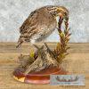 Bobwhite Quail Taxidermy Bird Mount For Sale