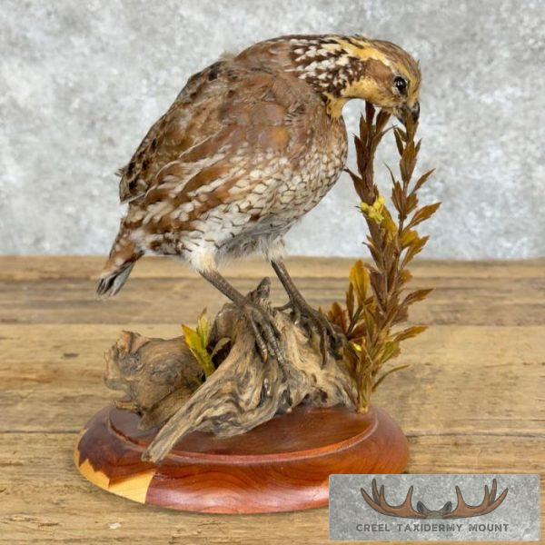 Bobwhite Quail Taxidermy Bird Mount For Sale