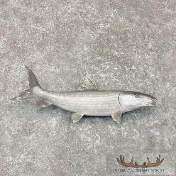 Bonefish Taxidermy Fish Mount For Sale