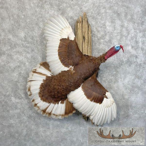 Bourbon Red Turkey Taxidermy Bird Mount For Sale