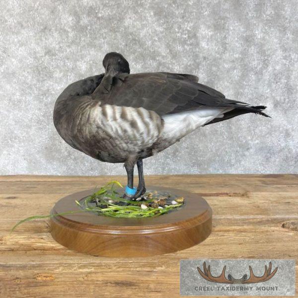 Black (Pacific) Brant Goose Taxidermy Bird Mount For Sale