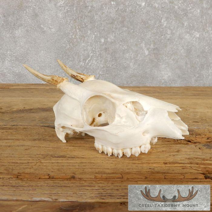 Gray-Brown Brocket Deer Skull & Antler European Taxidermy Mount For Sale