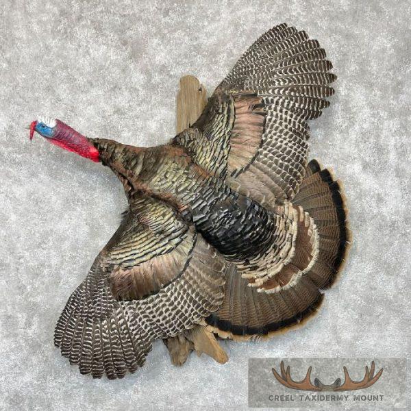 Bronze Turkey Taxidermy Bird Mount For Sale