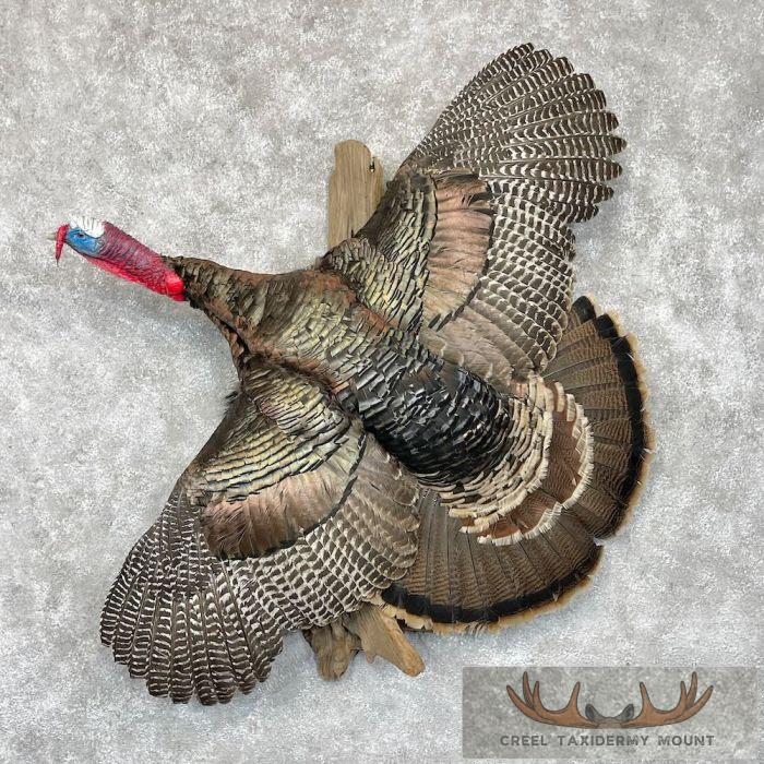 Turkey Rug Mount Bronze Turkey Taxidermy Bird Mount - Creel Taxidermy