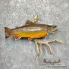 21.5" Brook Trout Taxidermy Fish Mount For Sale