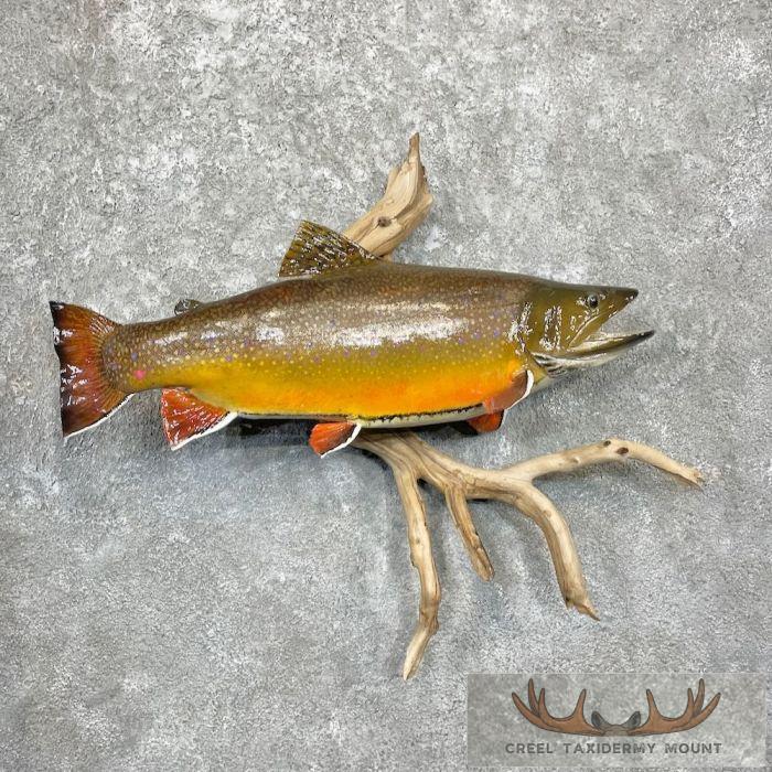 21.5" Brook Trout Taxidermy Fish Mount For Sale