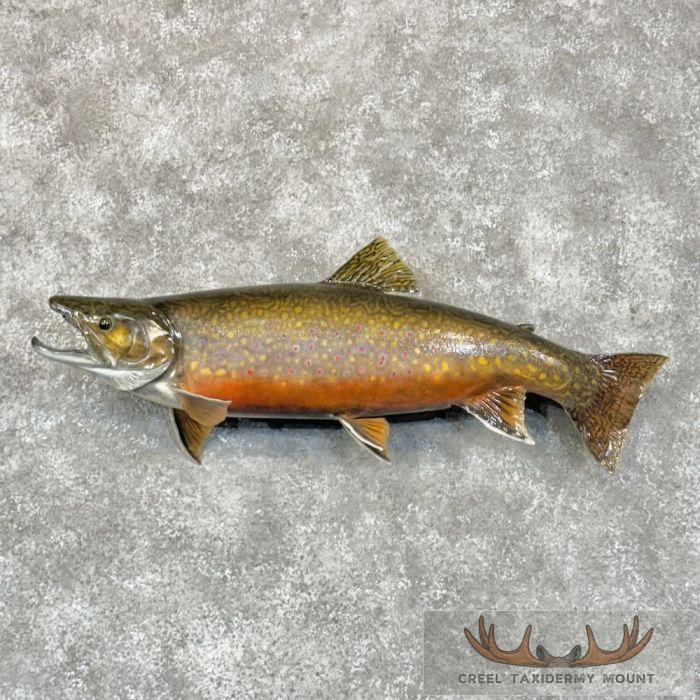 26" Brook Trout Taxidermy Fish Mount For Sale