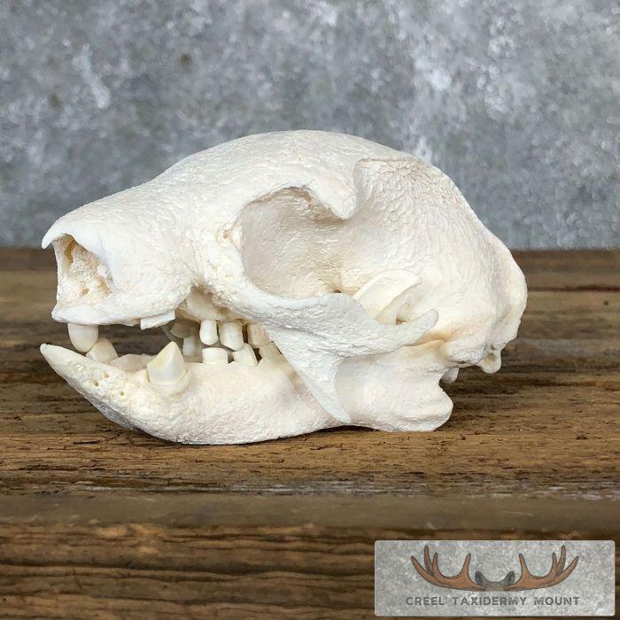 Brown-throated Three-toed Sloth Skull Mount For Sale
