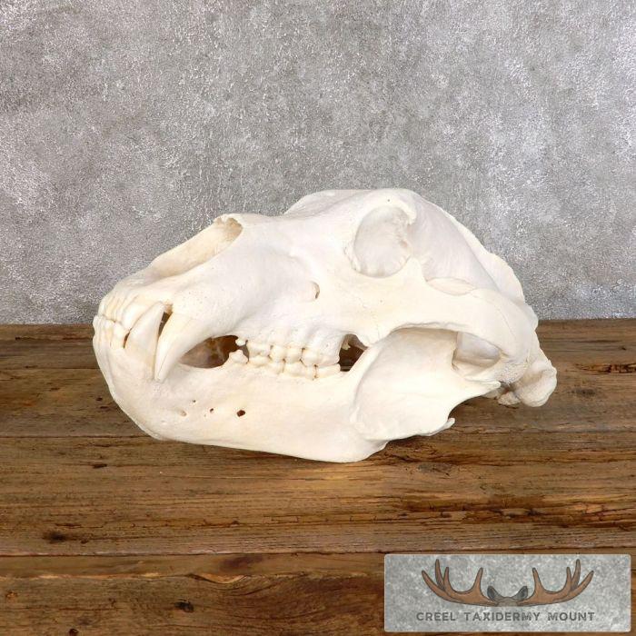 Kodiak Brown Bear Full Skull For Sale