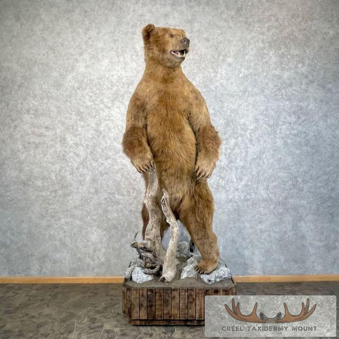 Brown Bear Life-size Taxidermy Mount For Sale