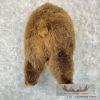 Brown Bear Rear Taxidermy Mount For Sale