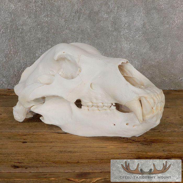 Kodiak Brown Bear Full Skull For Sale