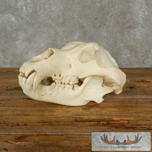 Kodiak Brown Bear Full Skull For Sale