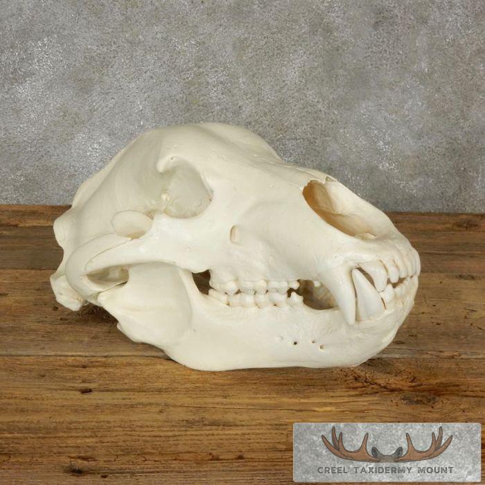 Kodiak Brown Bear Full Skull For Sale