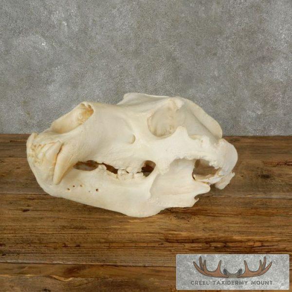 Kodiak Brown Bear Full Skull For Sale