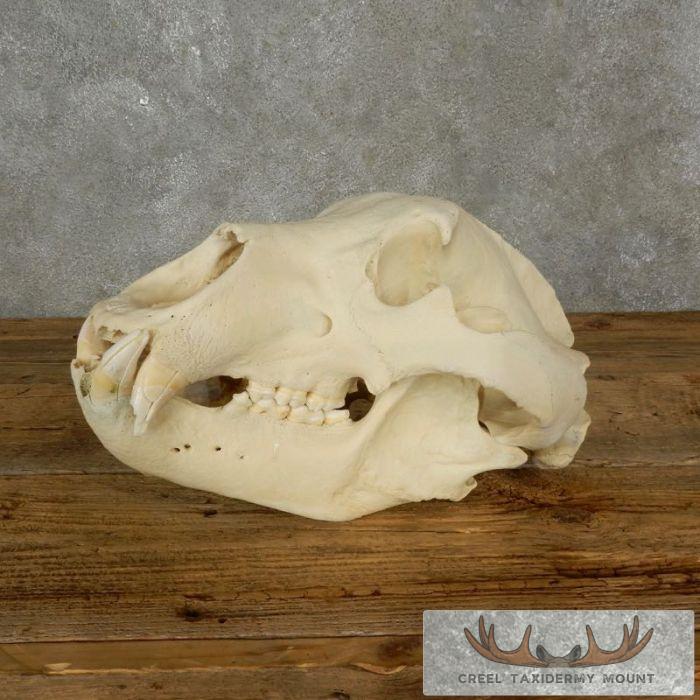 Kodiak Brown Bear Full Skull For Sale
