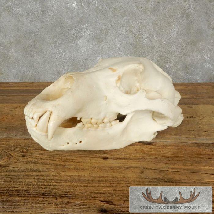 Brown Bear Full Skull For Sale