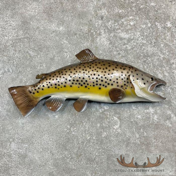 24" Brown Trout Taxidermy Fish Mount For Sale