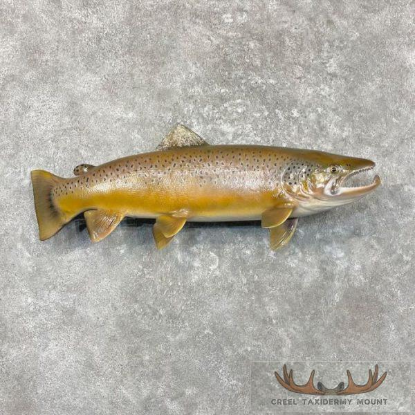Brown Trout Taxidermy Fish Mount For Sale