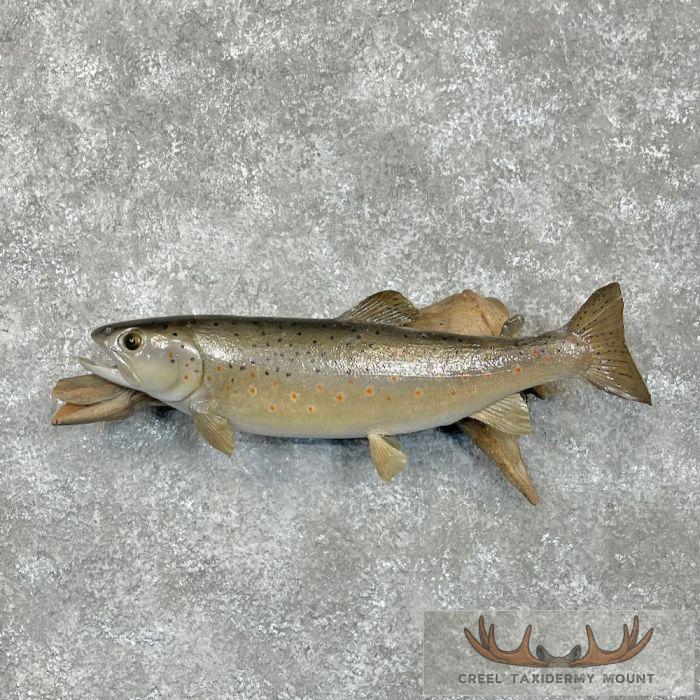 Brown Trout Taxidermy Fish Mount For Sale