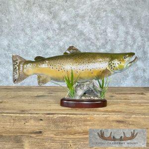 22.5" Brown Trout Taxidermy Fish Mount Taxidermy
