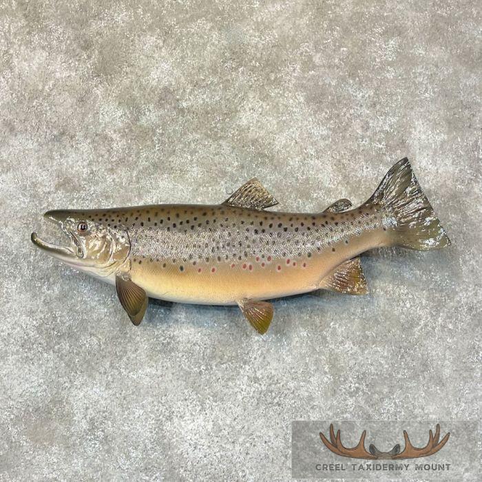 Brown Trout Taxidermy Fish Mount For Sale