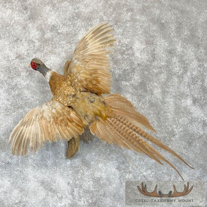 Buff Ringneck Pheasant Taxidermy Bird Mount For Sale