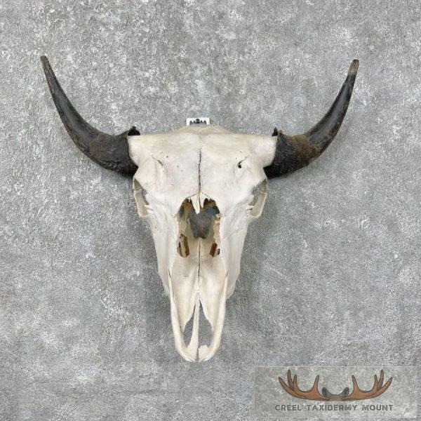 American Buffalo/Bison Skull Taxidermy Mount For Sale