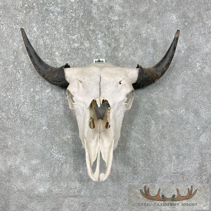 American Buffalo/Bison Skull Taxidermy Mount For Sale